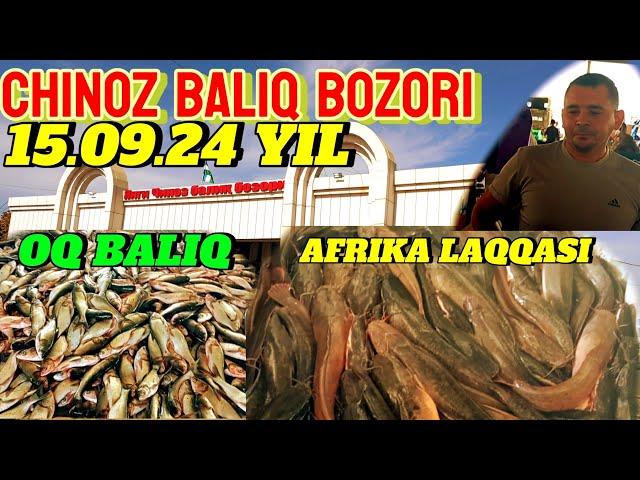 BUGUN ANCHA ARZON NARXDA SOTILADI SHOSHILING ZOʻRIDAN CHINOZ BALIQ BOZORI 