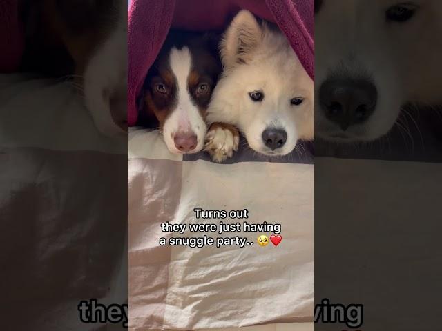 These dogs are so wholesome 