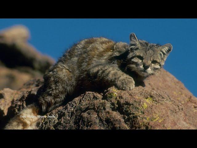 Little Mountain Kitty Rules the Andes