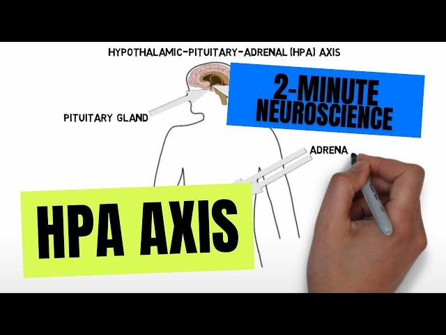 2-Minute Neuroscience: HPA Axis