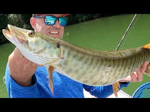 Muskie Fishing & Dock Fishing for as many fish as possible (June Fishing Tournament ep. 6)