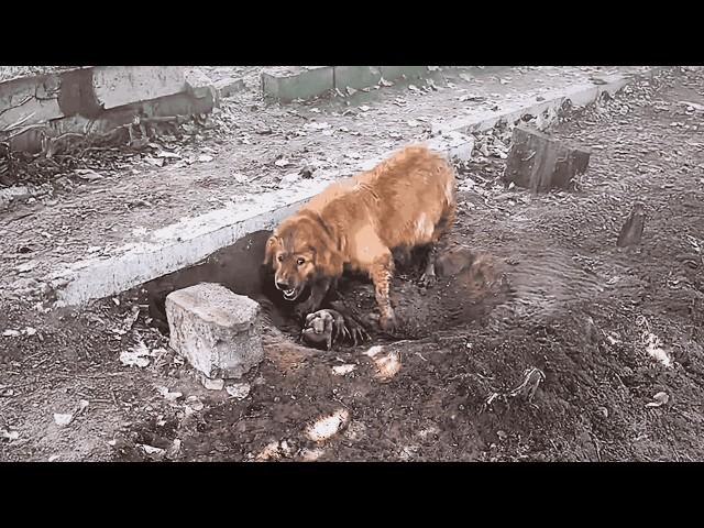 The post-partum depressed mother dog gave birth in a mud pit, critically ill, and refused any help.