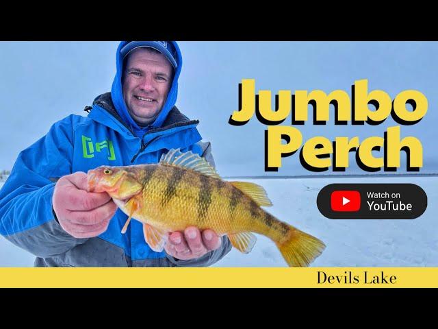 Jumbo Perch on Devils Lake