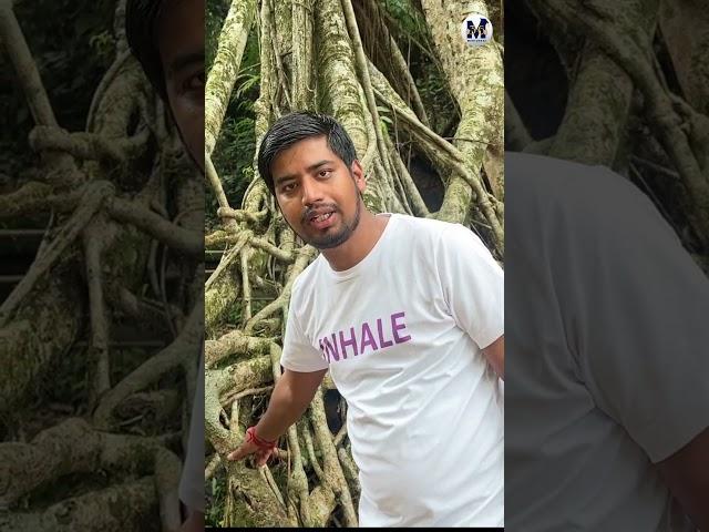 Success asks determination - Living Root Bridge Meghalaya – A Powerful Life Lesson from Nature