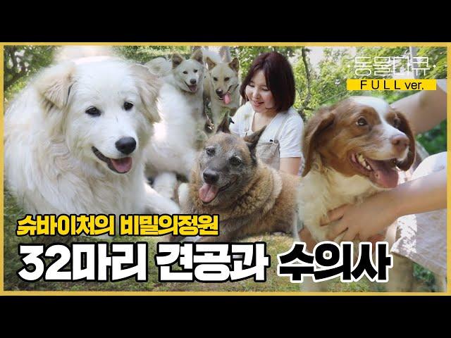 [풀버전] 시골 동물병원을 위해 32마리 견공과 숲 속에 온 수의사 견공들의 슈바이처 이야기  | 동물극장 단짝 EP21 | KBS 220618