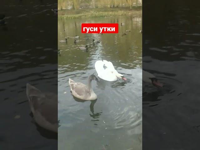 гуси утки