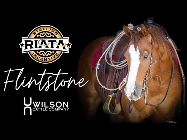 #21 Flintstone - Wilson Cattle Co x Riata Buckle Showcase