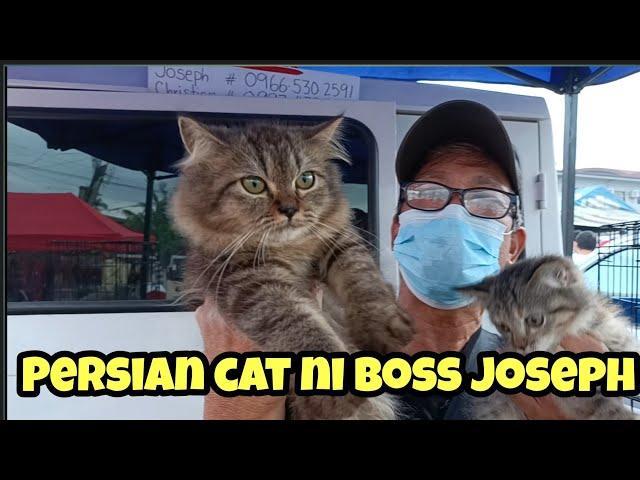 bocaue pet market#mga Persian cat ni boss Joseph