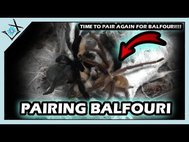 Pairing M. balfouri TARANTULAS TODAY!!!【Tarantula Pairing】