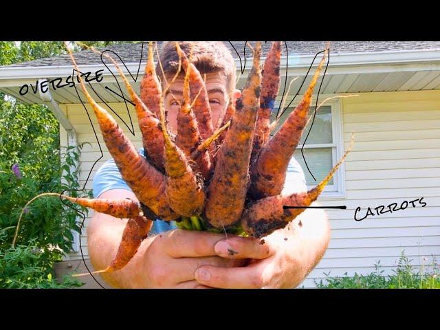 6 Secrets For Growing PERFECT Carrots!