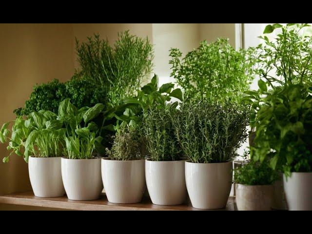 Growing Herbs Indoors: A Beginner's Guide