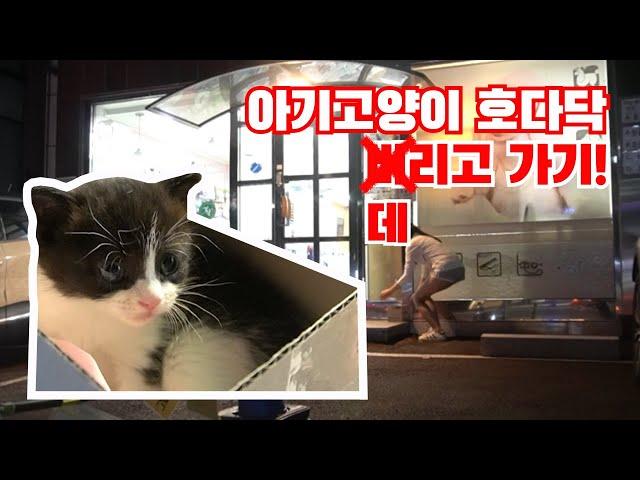 (ENG SUB) Raising abandoned cat | CatOutdoor