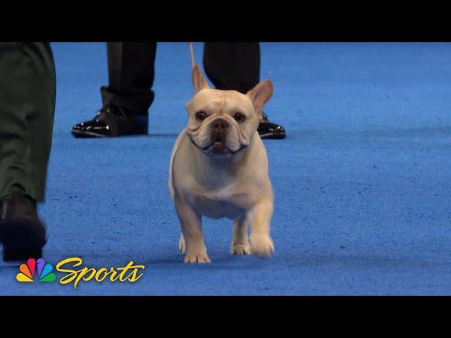 National Dog Show 2024: Non-Sporting Group (Full Judging) | NBC Sports