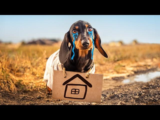 Little Rogue! Cute & Funny Dachshund Dog Video!