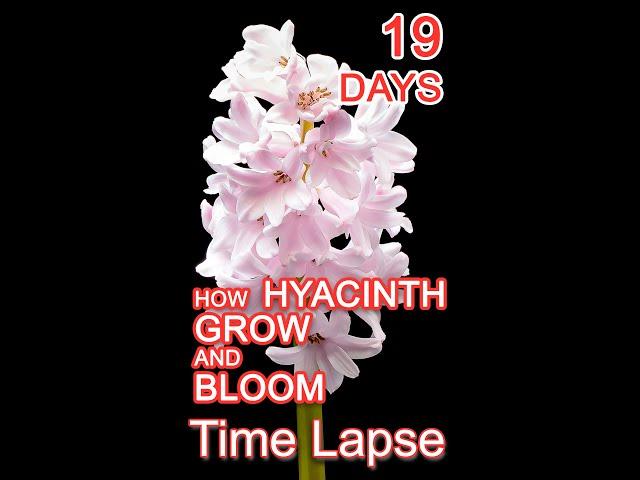 Hyacinth Flower Blooming Time Lapse #shorts