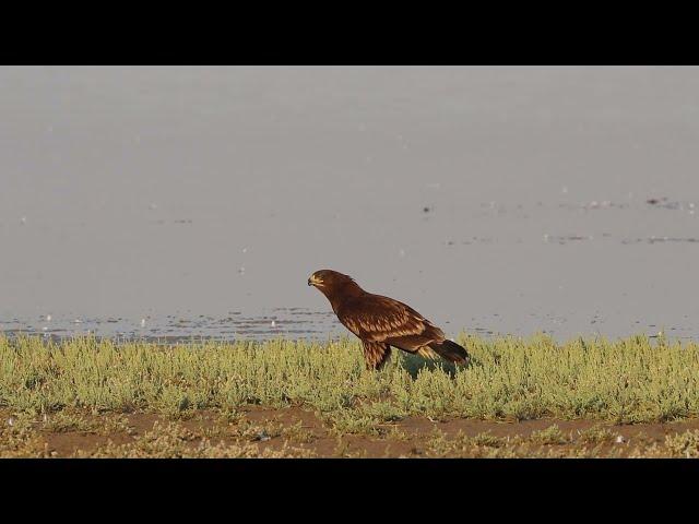 Greater Spotted Eagle