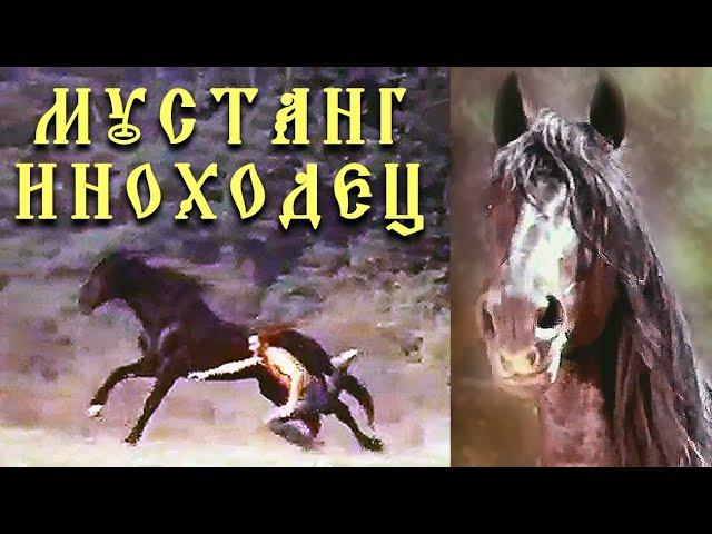 МУСТАНГ- ИНОХОДЕЦ / Фильмы о лошадях