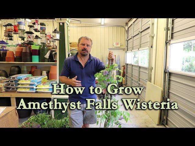 How to grow Amethyst Falls Wisteria with a detailed description