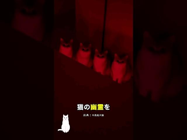 ネコのお化けを見た男の反応