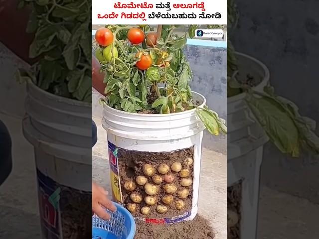 Growing Potatoes and Tomatoes on One Plant—Here’s How! #shorts #potato #tamato #grafting