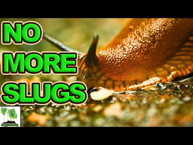 Slug Control In Garden - How To Get Rid Of Slugs