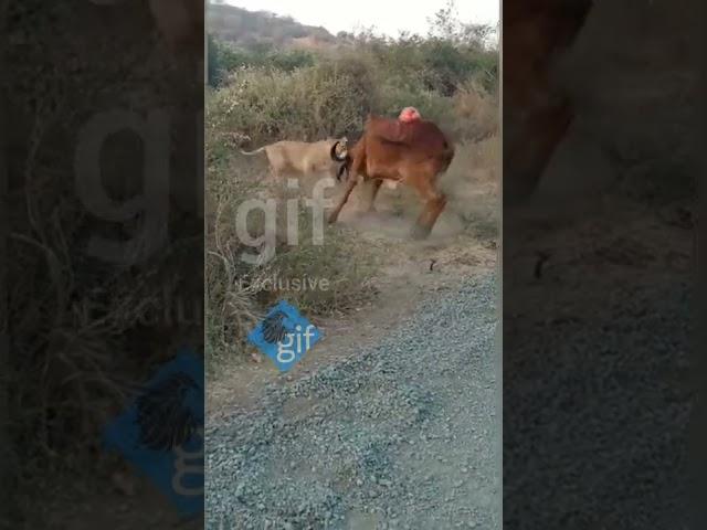 Unbelievable: Before the two Asiatic lions hunted the Cow, That injured cow attacked both lions