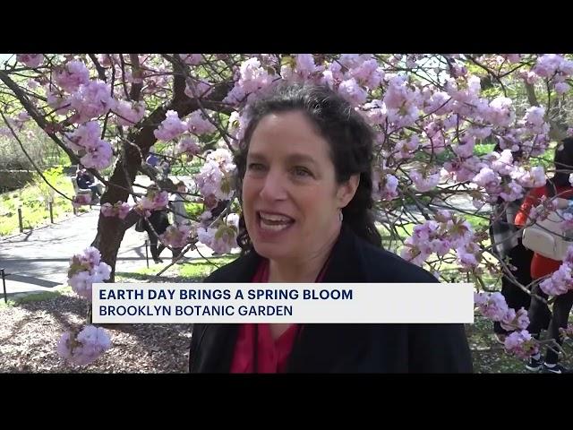 Cherry blossoms bloom for spring at the Brooklyn Botanic Garden