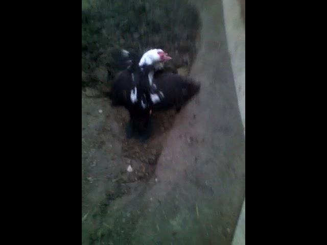Индугутка билан хуроз жанги.