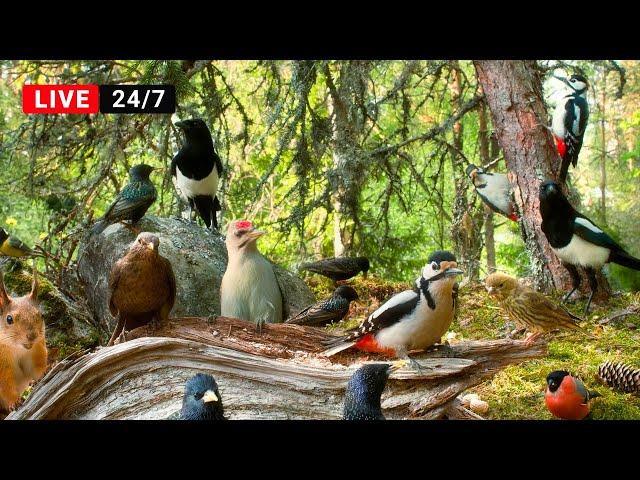 24/7 LIVE CAT TV NO ADS Bird Watching Extravaganza at Cozy Forest Nook Restaurant
