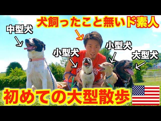 犬飼ったことないド素人が犬4匹と散歩したらバカいい思い出になった