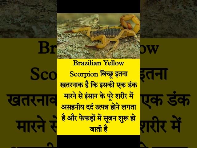 #scorpion। brazilian yellow scorpion।#tecnicosubhash।#shorts।#ytshorts।#short।#trending।#viral