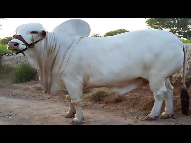 World's Fastest Racing Bull | Ongole Cow Breed | Complete Documentary By AJ Cattle info