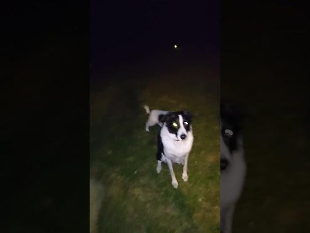 Darwin playing laser with foster pup