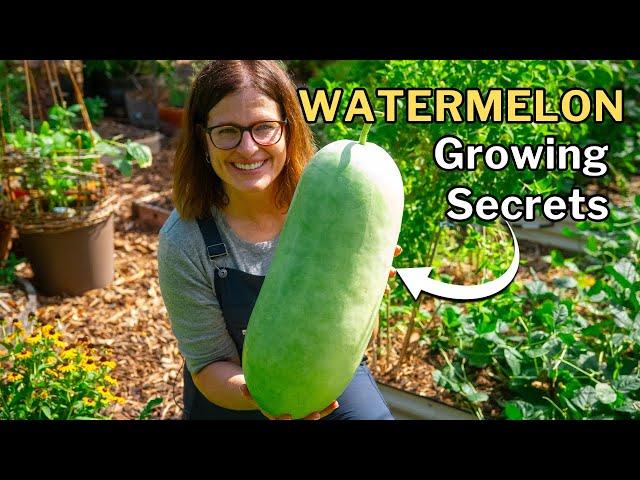 WATERMELON GROWING GUIDE: From Seed to Harvest