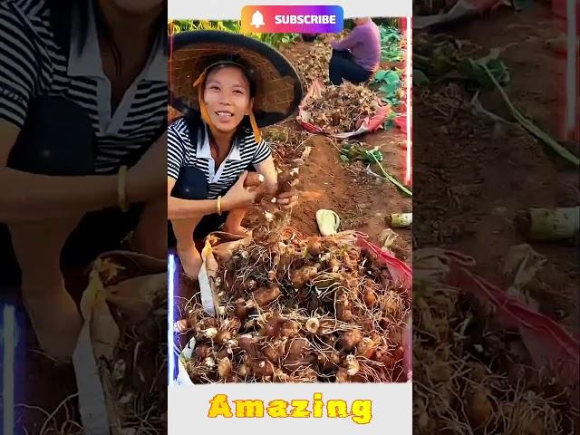 Creative Agriculture Short #shorts #farming #2024 #satisfiying #agriculture