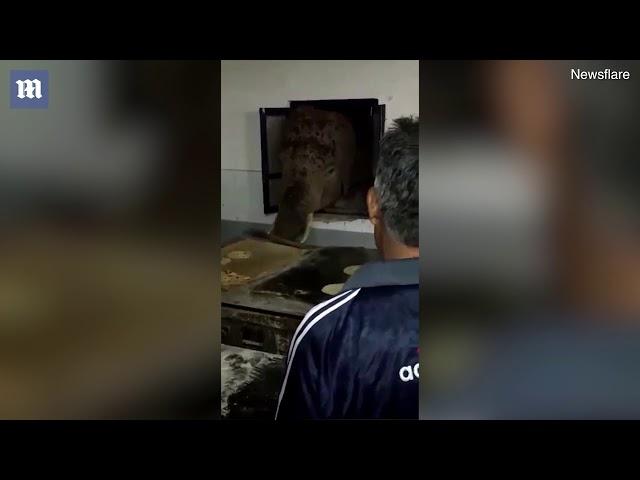 Hungry elephant pokes head through window to raid a kitchen