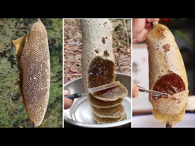  Wild Honey Harvesting Satisfying - Harvesting honey from giant Honeybee