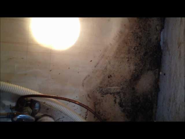 Home Inspectors in Maryland Explains Mold 301-769-5880