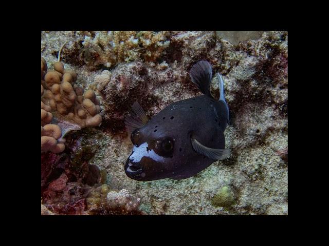Georgia Barrier Reef