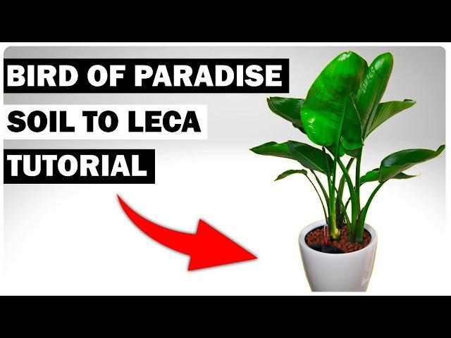 Bird of Paradise: Soil to Leca Switch ULTIMATE Guide