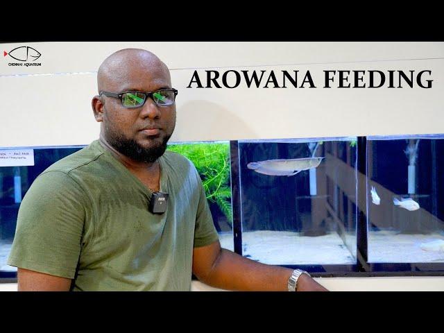 AROWANA | WHAT TO FEED | CHENNAI AQUARIUM |