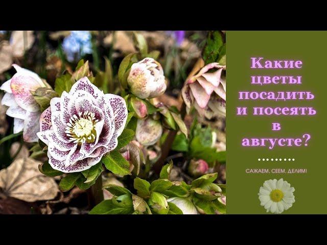 Какие цветы посадить и посеять в августе? САЖАЕМ, СЕЕМ, ДЕЛИМ!