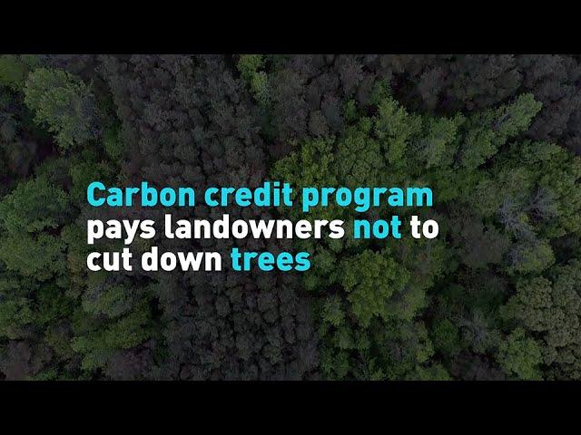 Carbon credit program pays landowners not to cut down trees