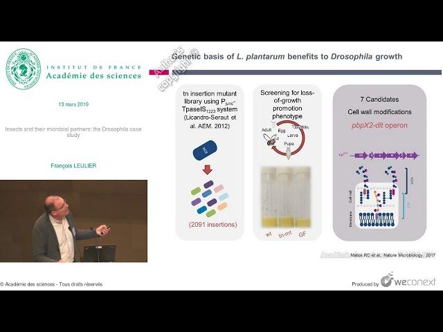 [Conférence] F. LEULIER - Insects and their microbial partners: the Drosophila case study