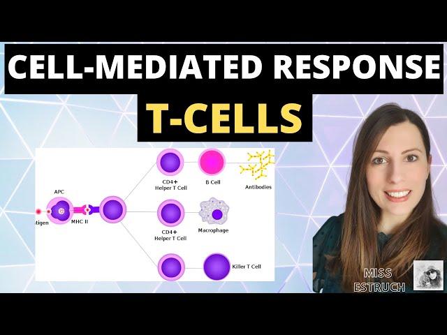 CELL-MEDIATED response - A-level biology immunity cellular response of T cells (T Lymphocytes)