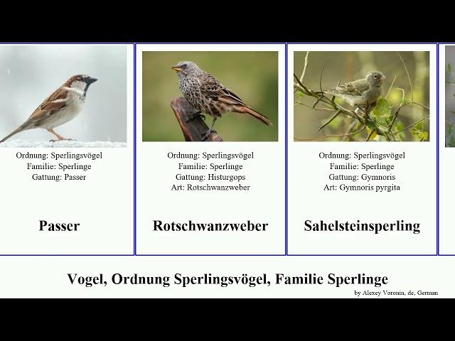 Vogel, Ordnung Sperlingsvögel, Familie Sperlinge bird Dschungelsperling Passeriformes Whole None