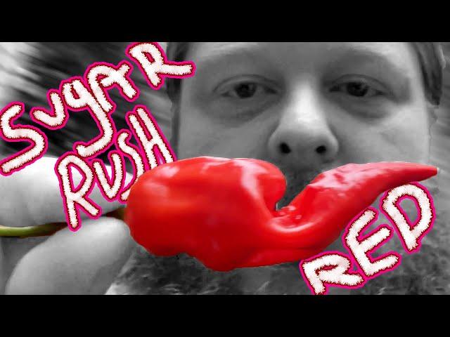 Sugar Rush Red Hot Pepper - Does it taste good? How hot? #hotpepper #garden #spicyfood