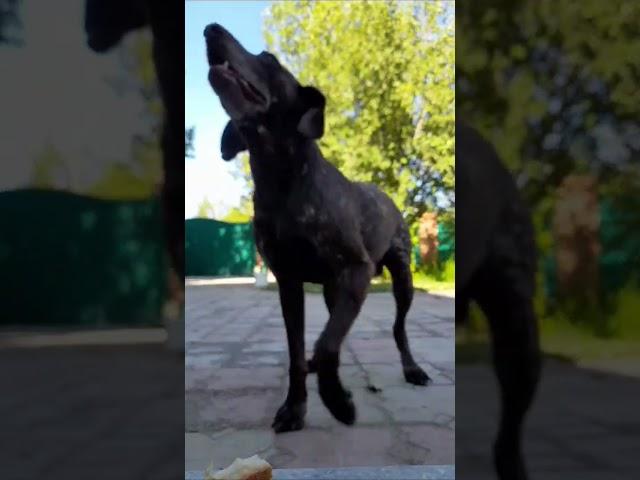 Немецкий Курцхаар . кличка Валет 9 лет #germanshepheard #puppy #gsds #malinois #алабайвидео #