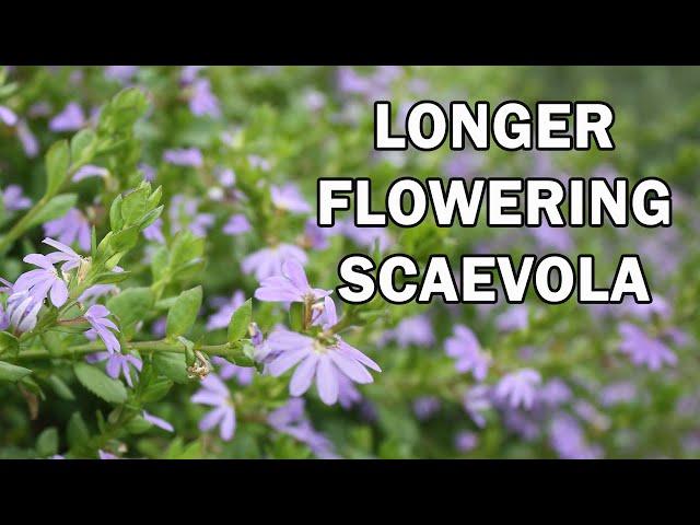 PURPLE FUSION™ Scaevola is a landscape Scaevola groundcover | Ozbreed Native Shrubs & Groundcovers