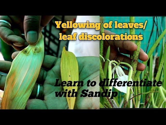 Yellowing of Orchid leaves/Leaf discolorations /learn to differentiate with Sandip @SandipOrchid